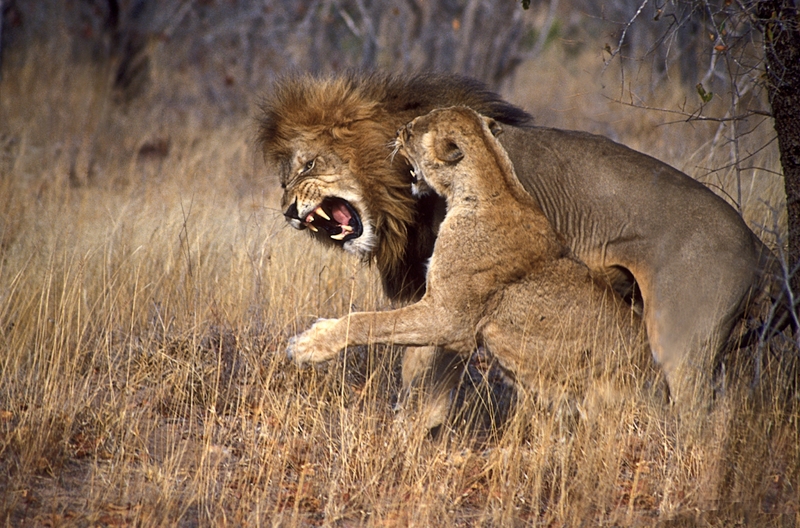 658 - LION PAIR AGGRESSION AFTER MATING - RATHBAND JOAN RYDER - united kingdom.jpg